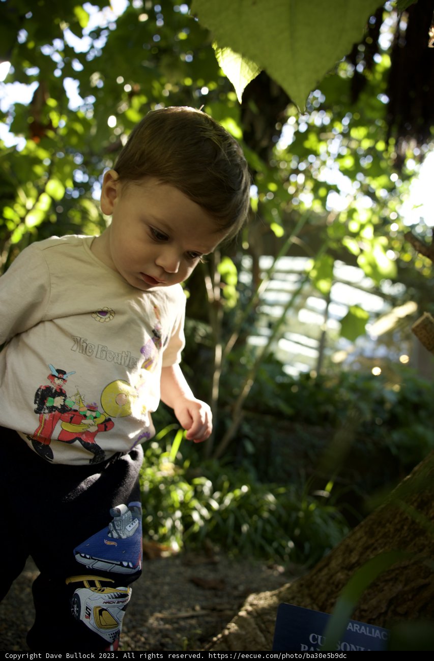 Young Explorer in San Francisco's Green Enclave