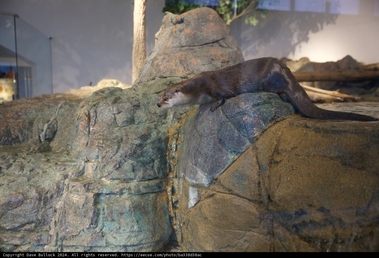 The Otter Exhibit at the Aquarium of the Bay, 2024