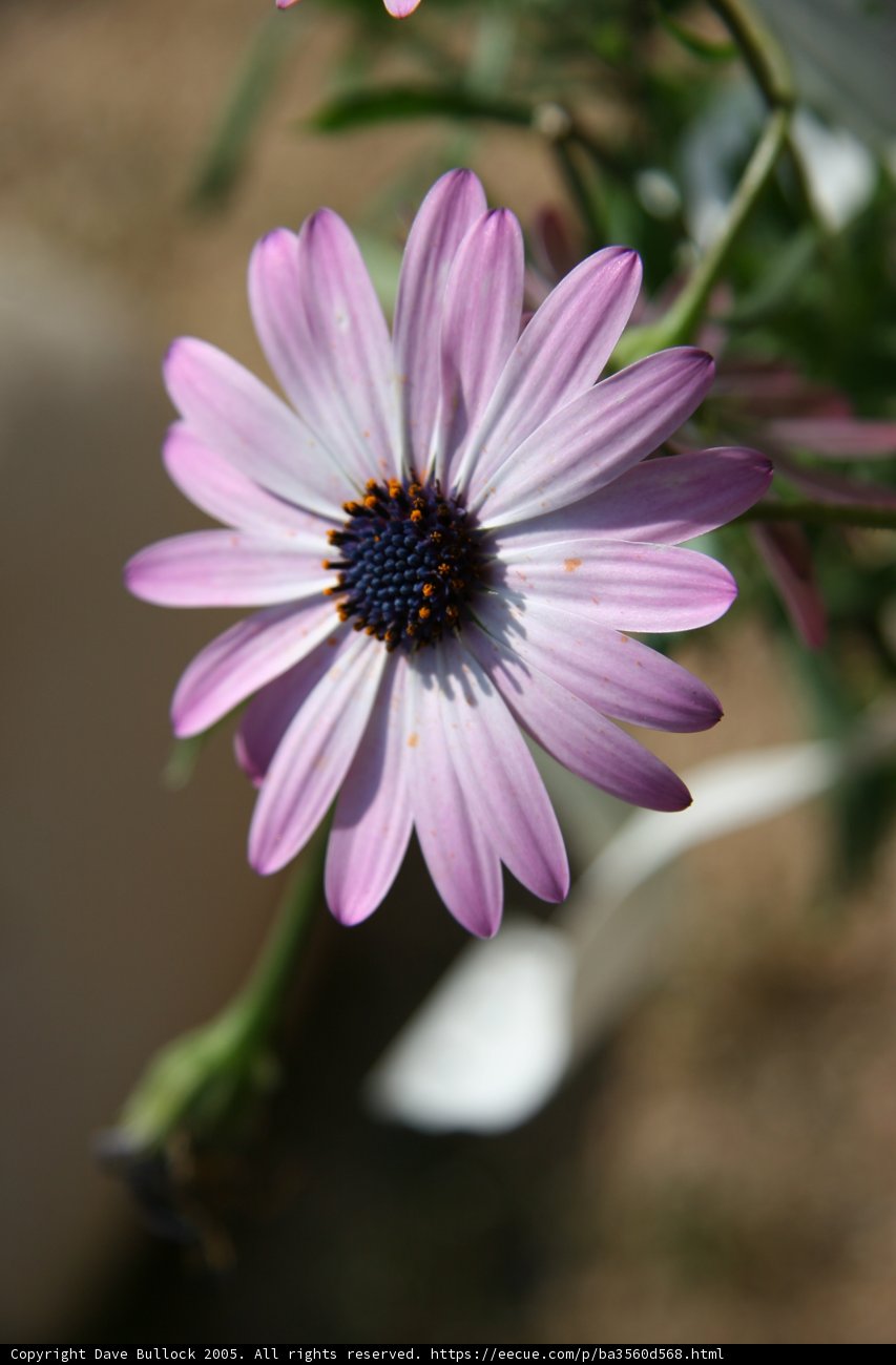 Purple Daisy with Blue Center