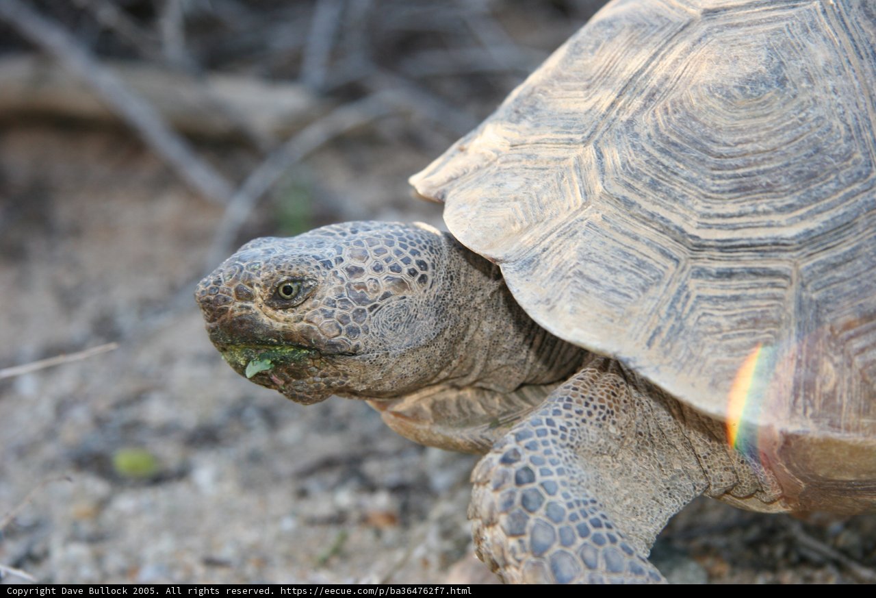 Side Profile of Tortoise
