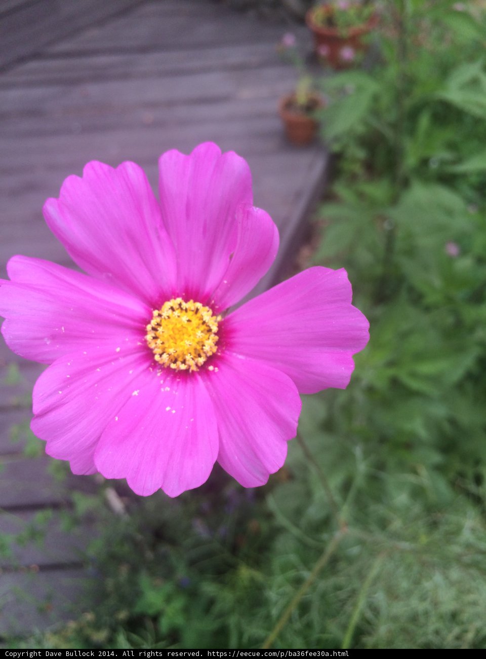 Pink Daisy on Wooden Deck