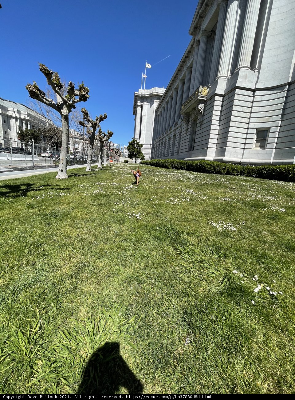 A Peaceful Walk on the City's Lawn