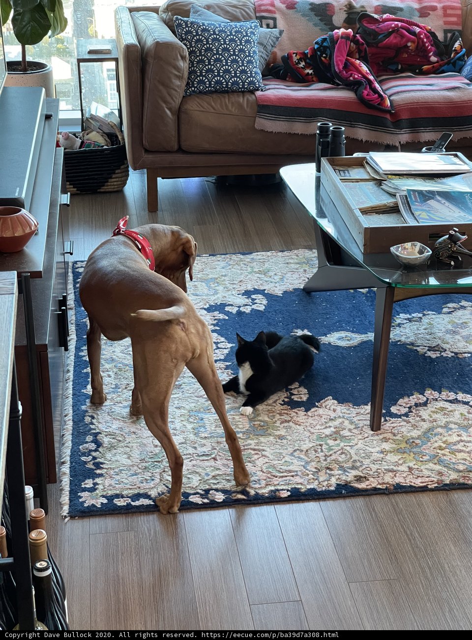 Furry Friends in the Living Room