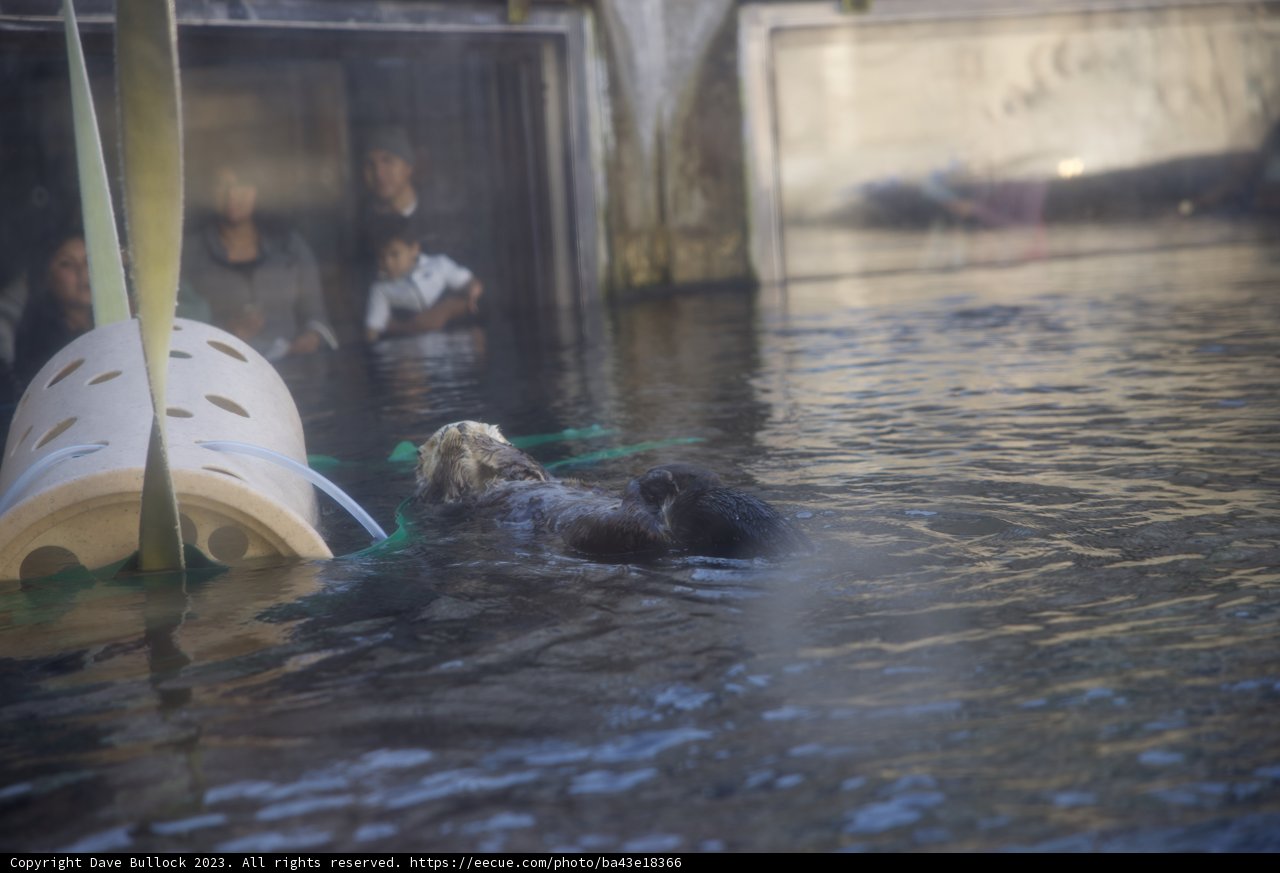 Frolicking Sea Otter in San Francisco