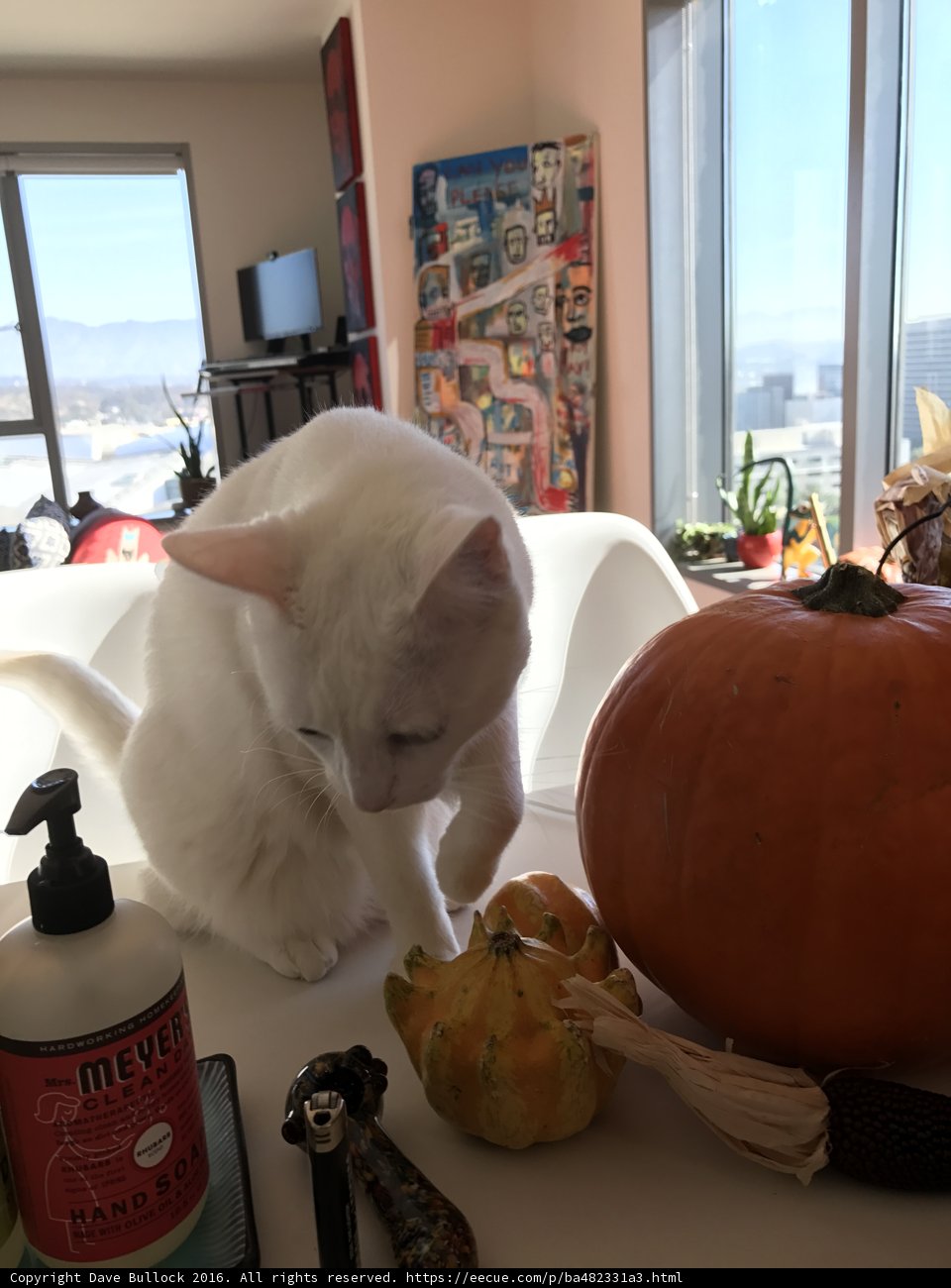 The Pumpkin and the Cat