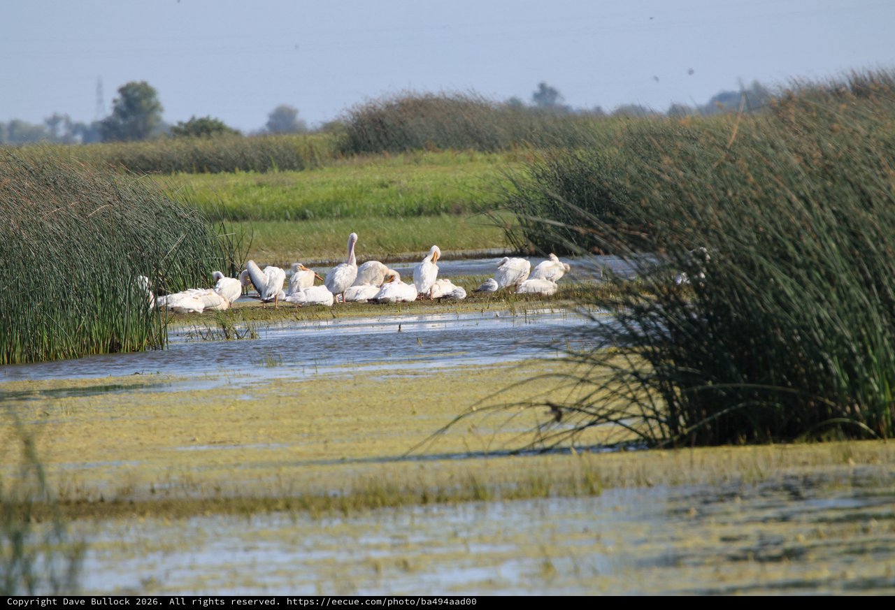 White Pelicans Resting on Island in Wetland Marsh