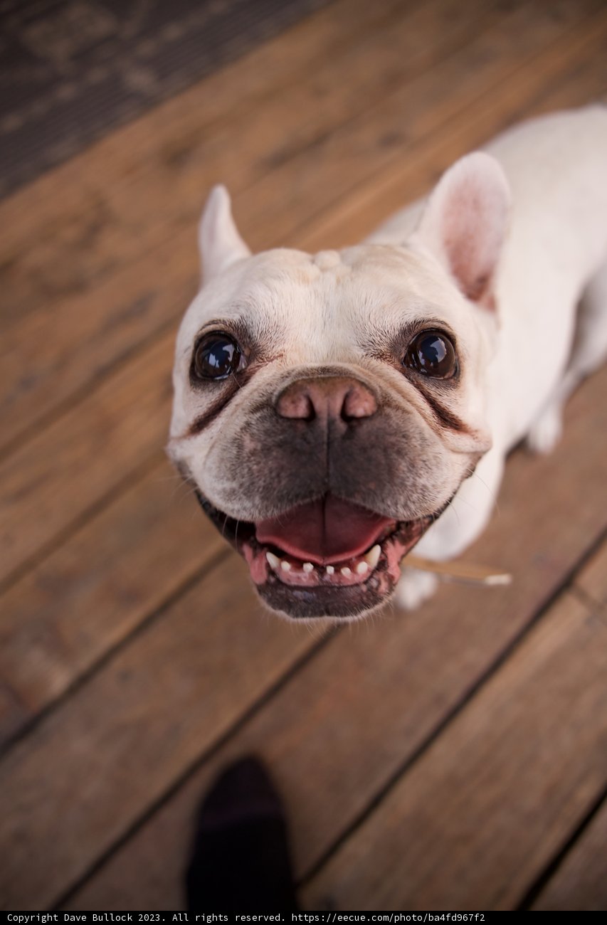 Awe-stricken French Bulldog in LA