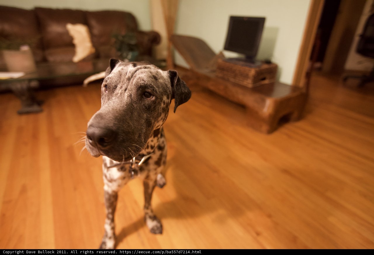 Pit Bull Perched on Hardwood Floors