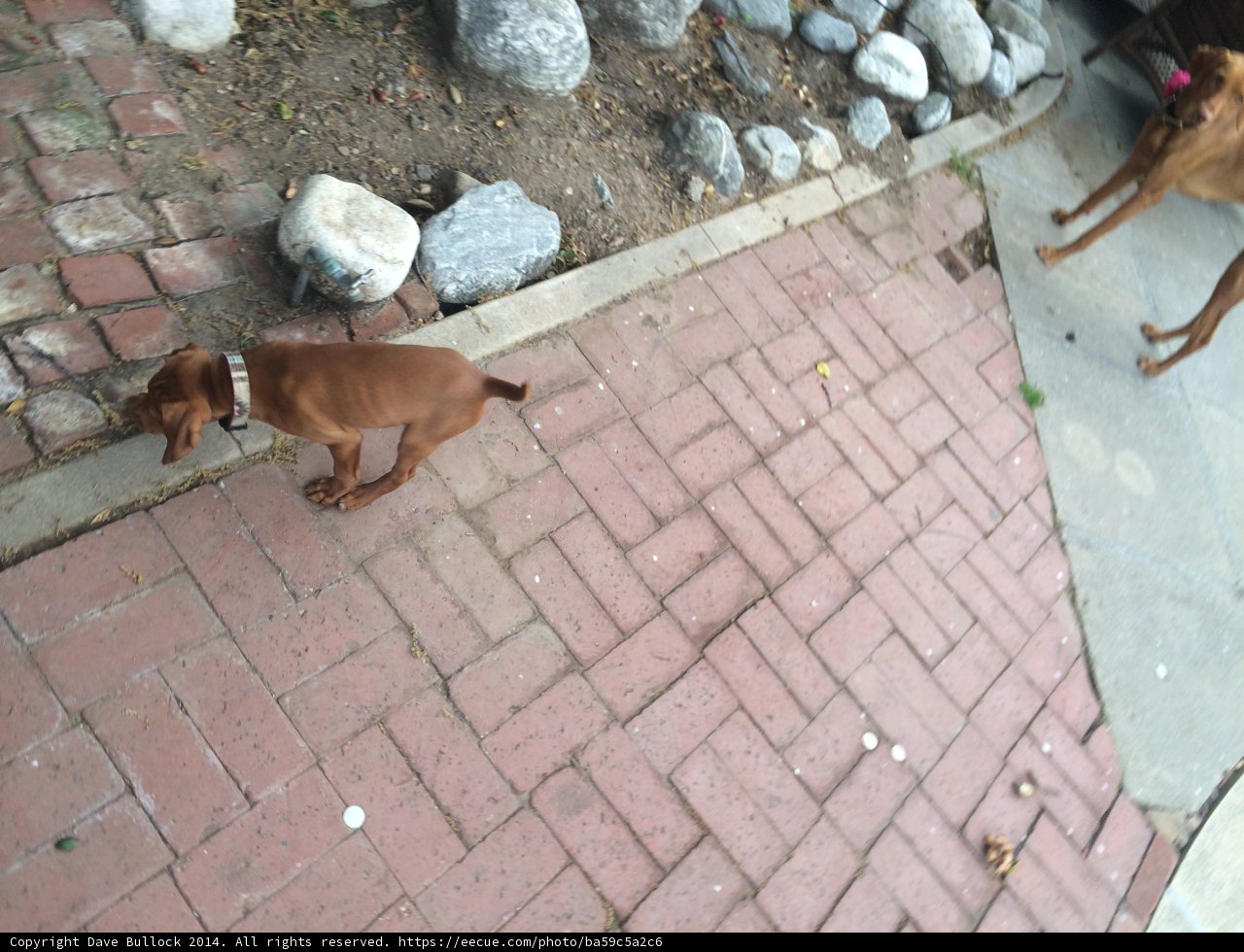 Sidewalk Companion