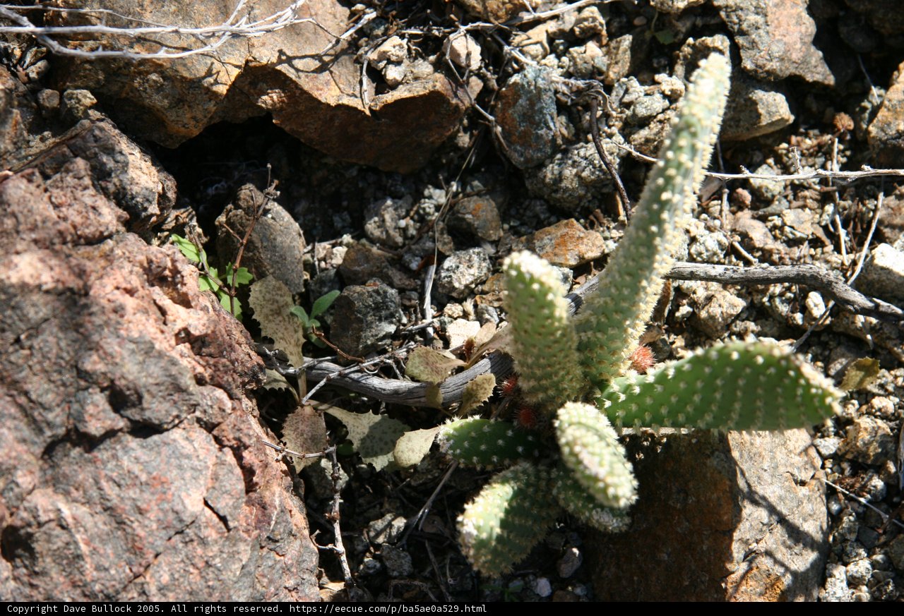 Resilience in Rocky Terrain