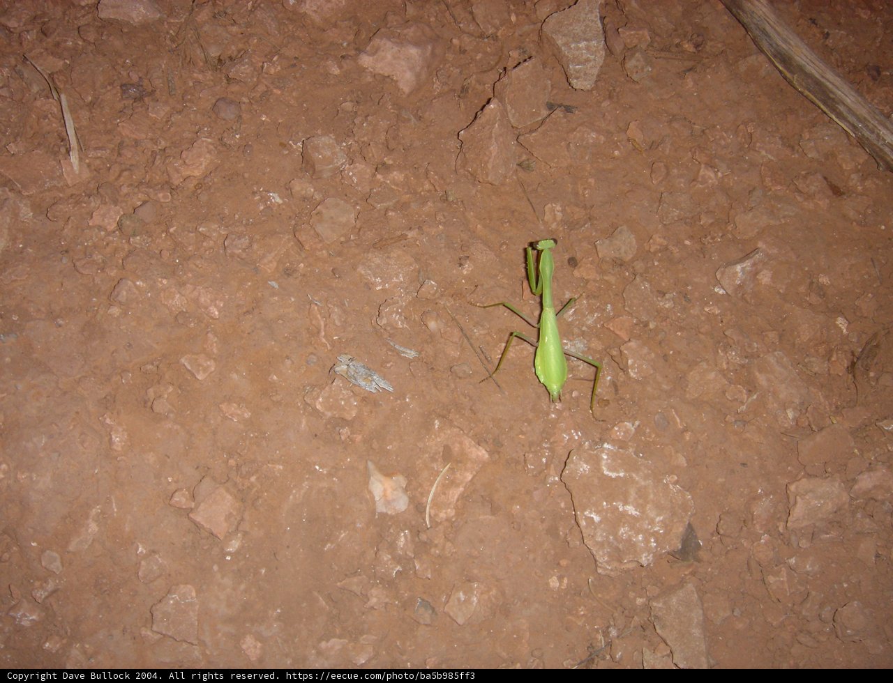 The Praying Mantis in its Natural Habitat