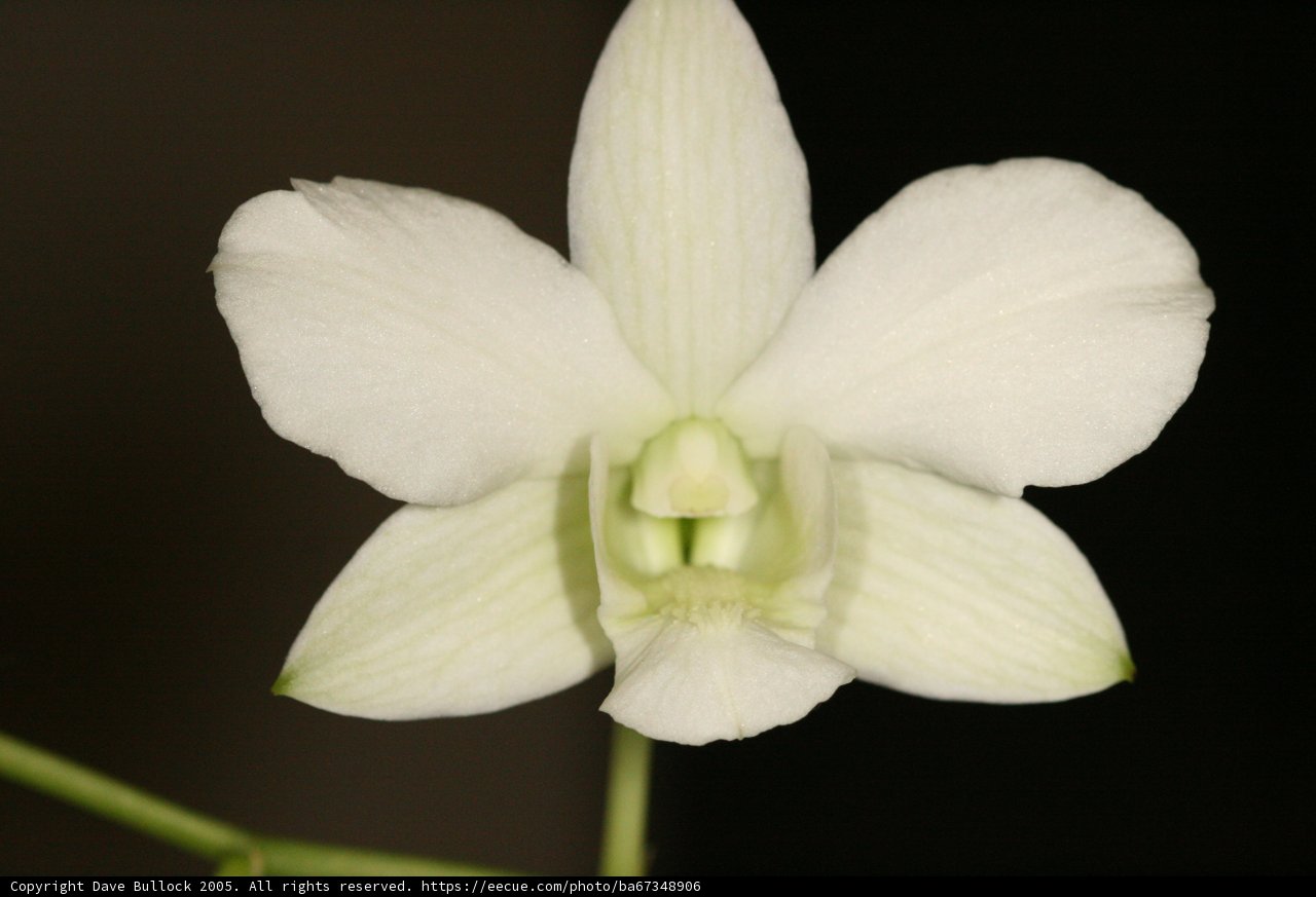 White Orchid Blooms on a Dark Canvas