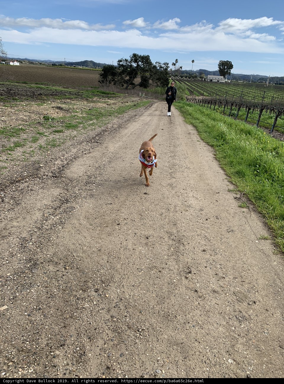Canine Companion on a Countryside Trail