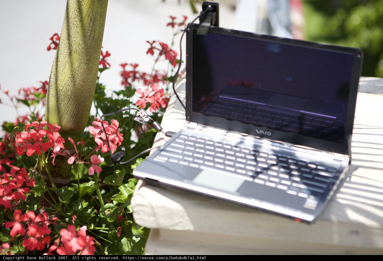 Laptop Among Geraniums