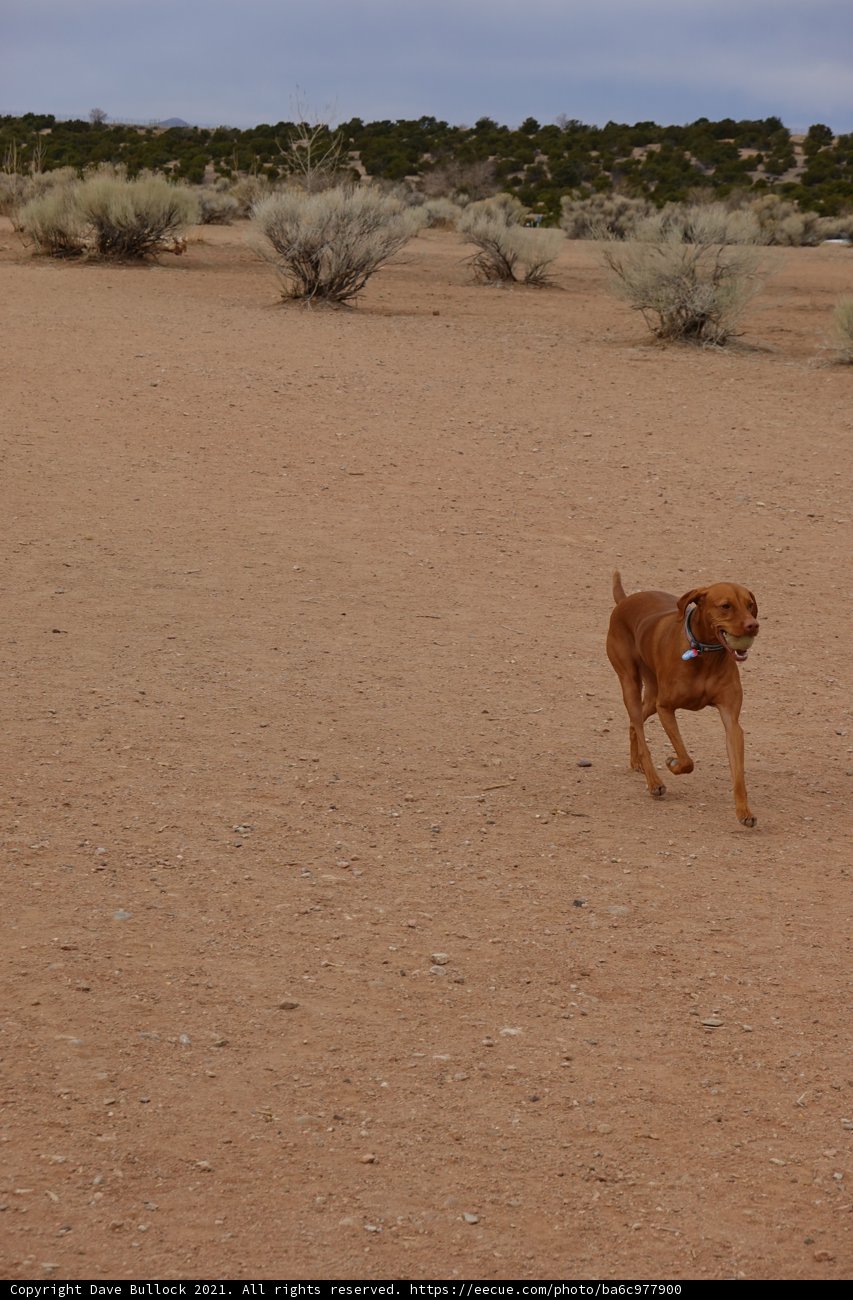 Running Free in the Desert