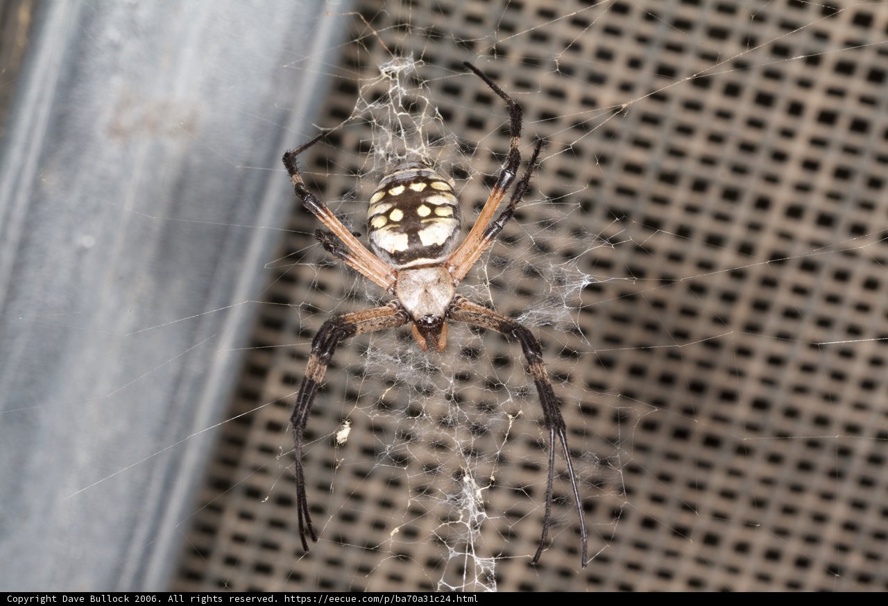 Garden Spider with a Striking Black and White Pattern
