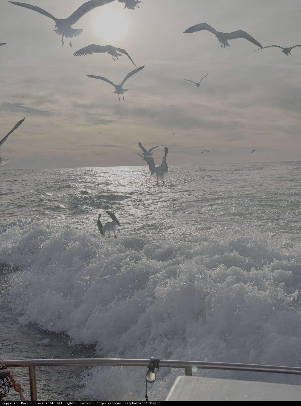 Seagulls Dancing Over Churning Ocean Waves