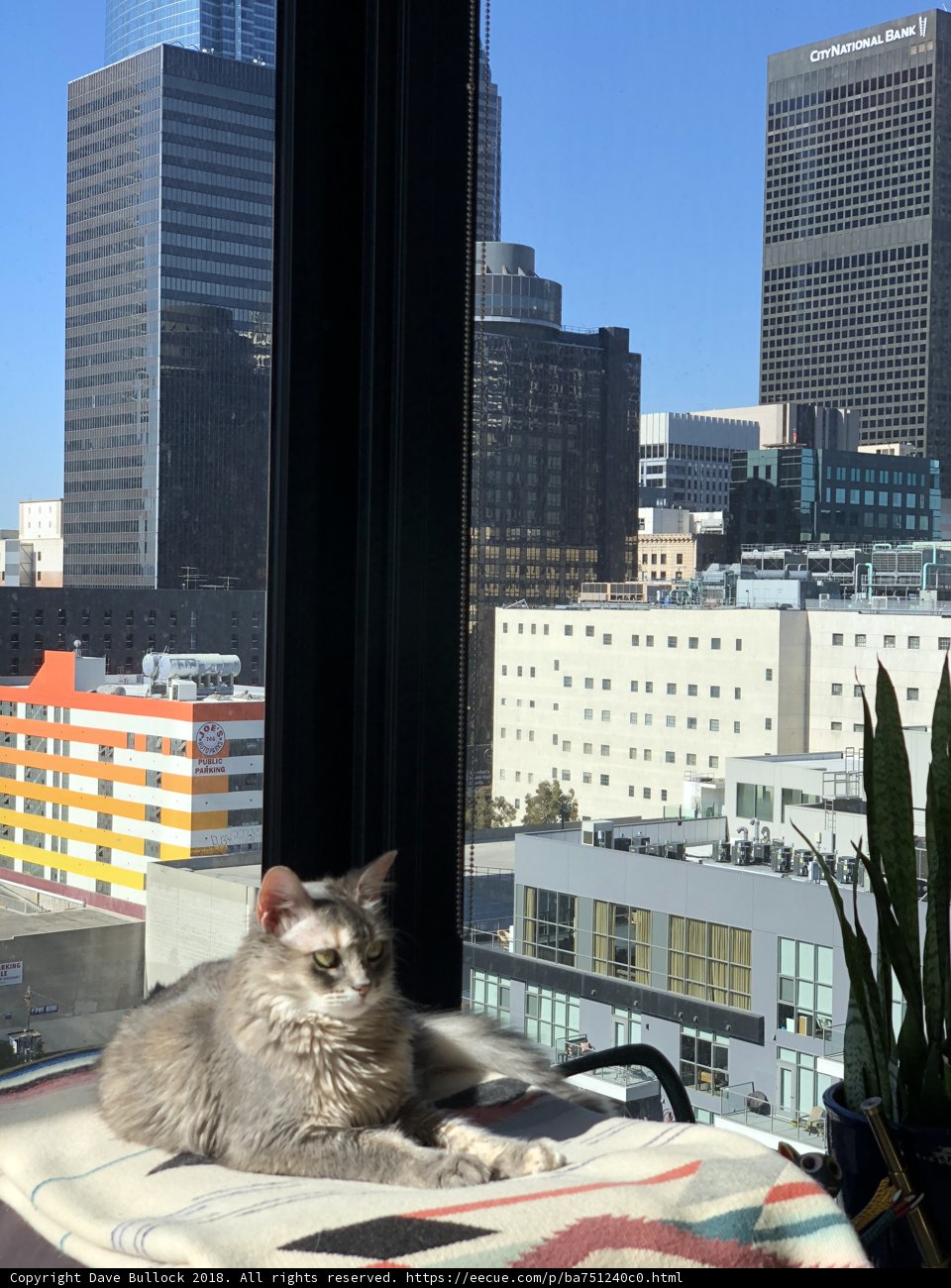 Urban Jungle Cat