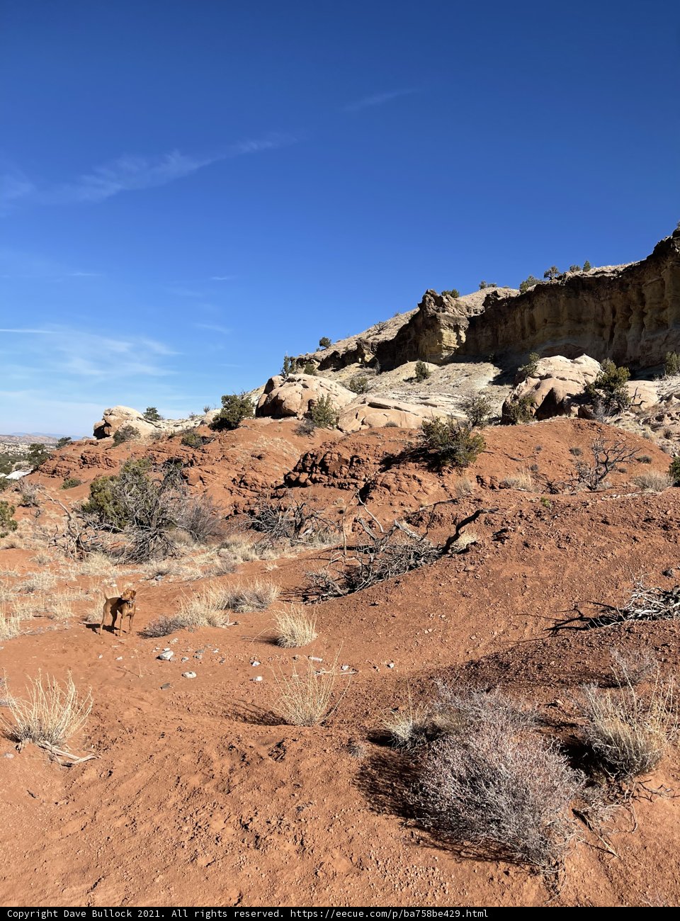 Desert Wanderer