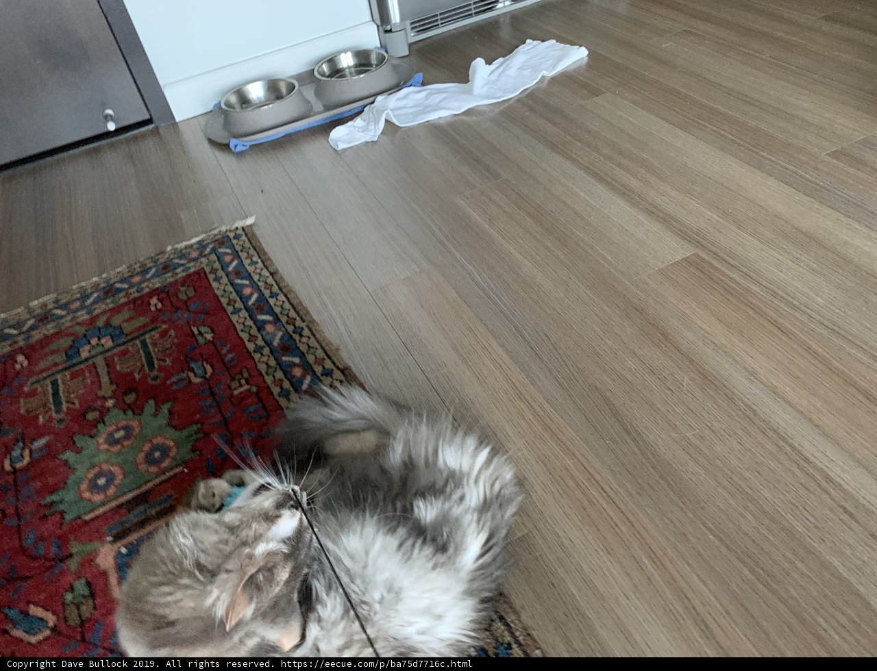 Cozy Cat Nap on Hardwood Floors