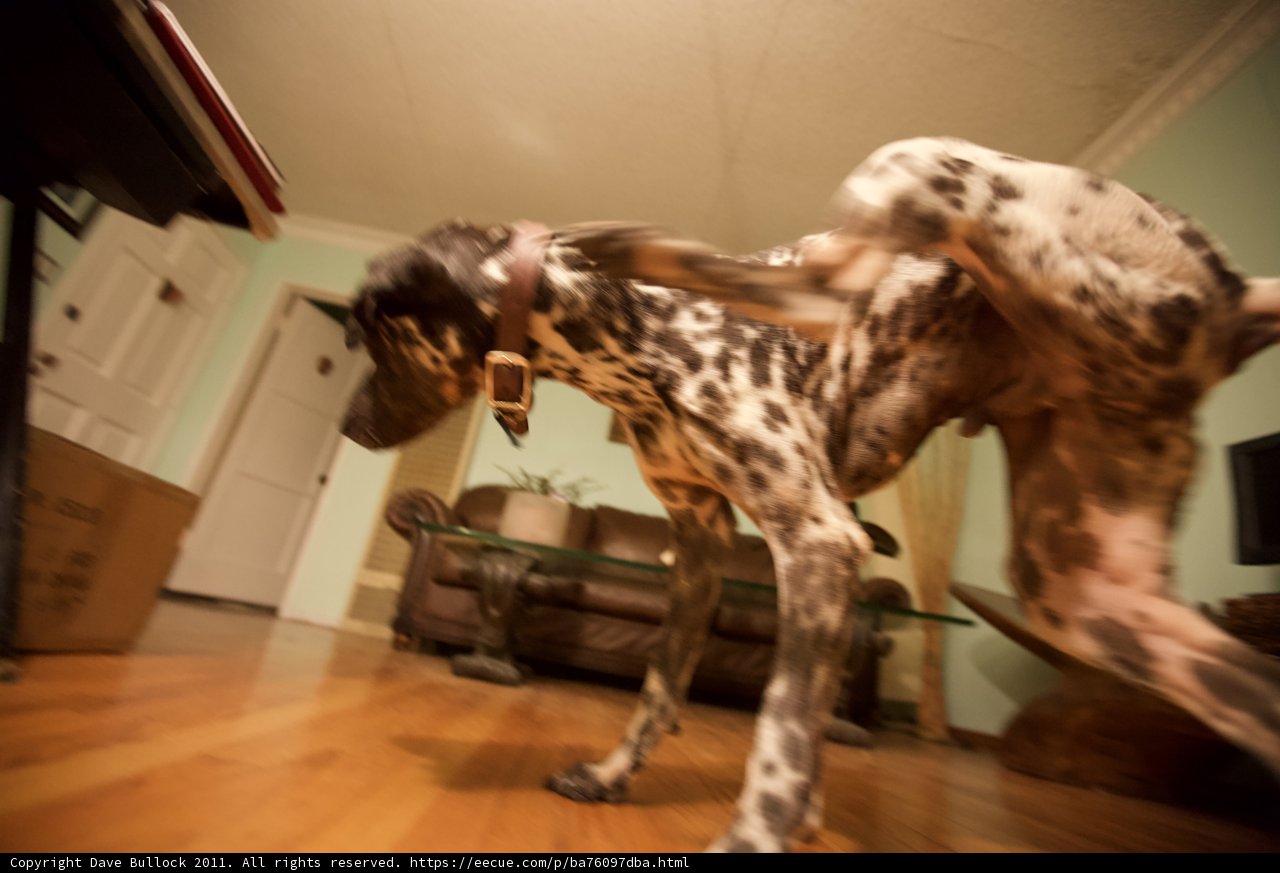 Up on Two Legs