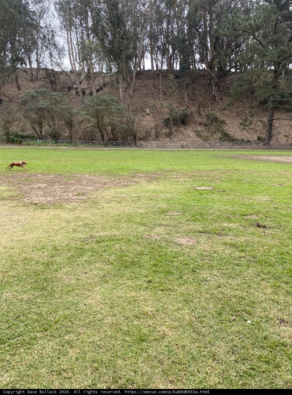 Running Free in Pine Lake Park