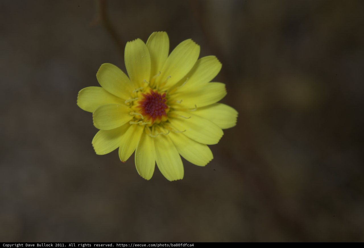 Sunny Daisy
