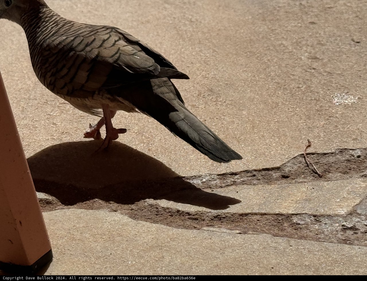 Waikiki Wanderer: A Pigeon's Afternoon Stroll