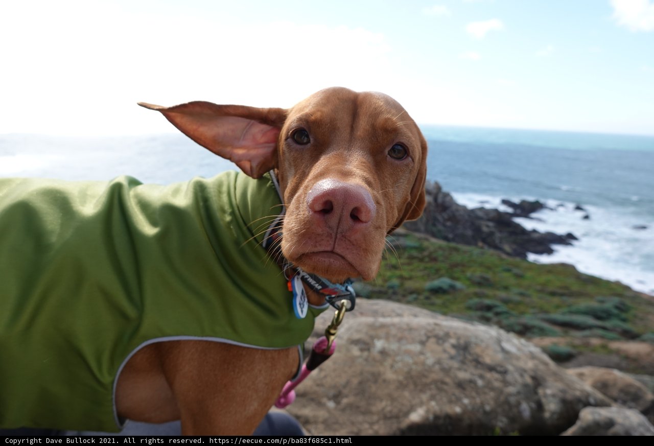 Stylish Vizsla in Green Jacket