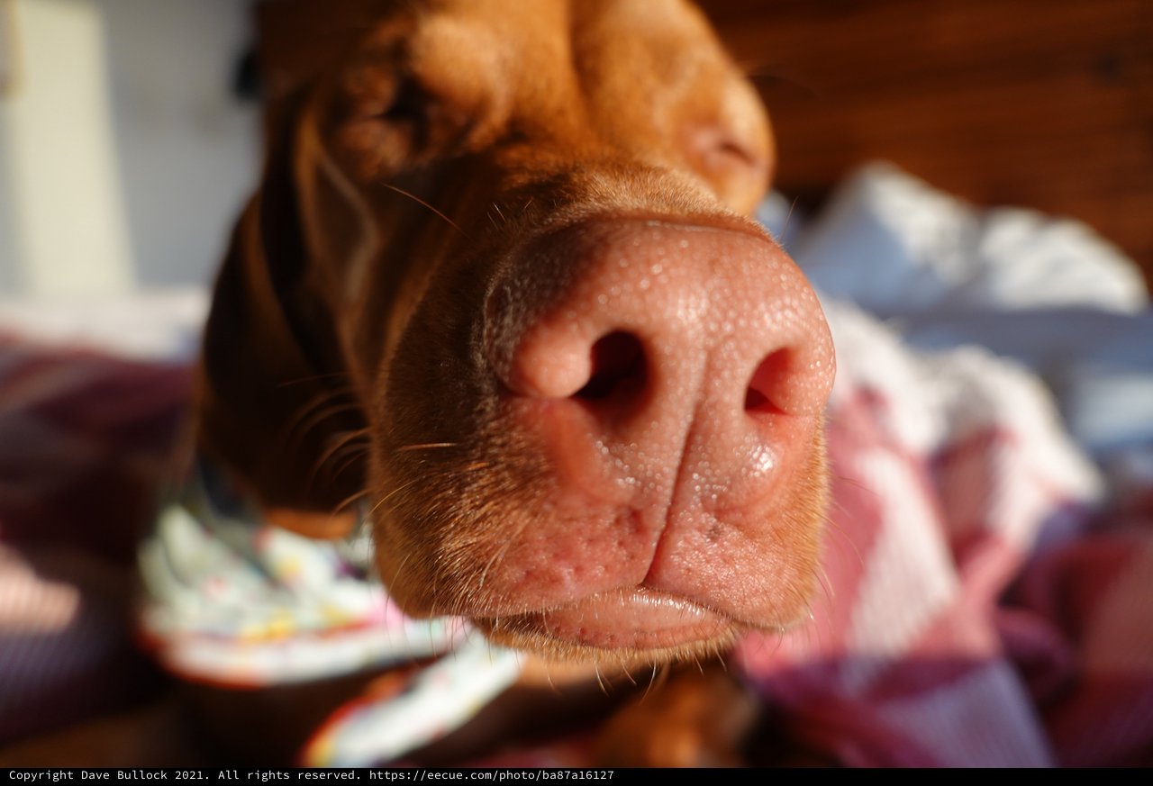 Close-Up Dog Nose Portrait