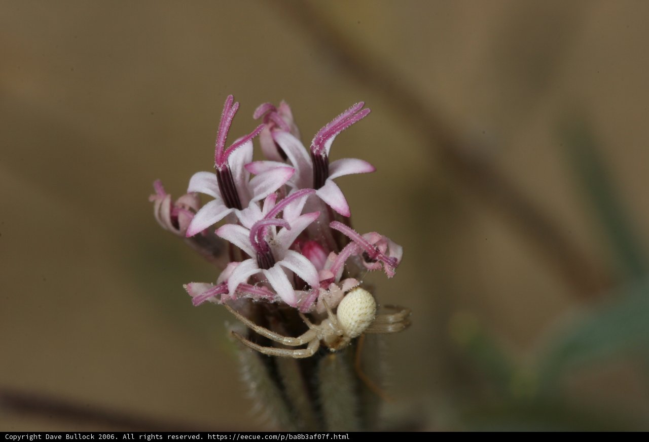 Spider and Flower