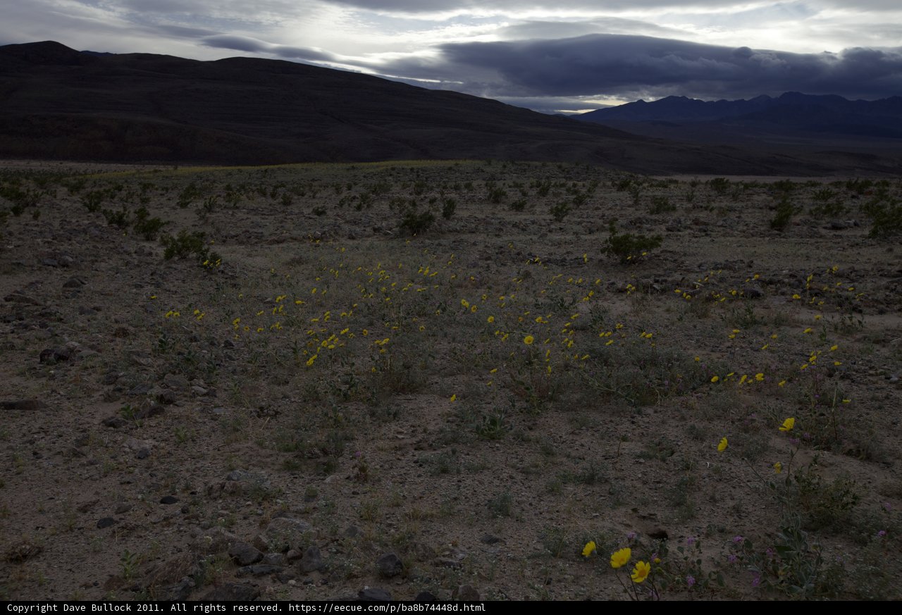 Blooming Oasis