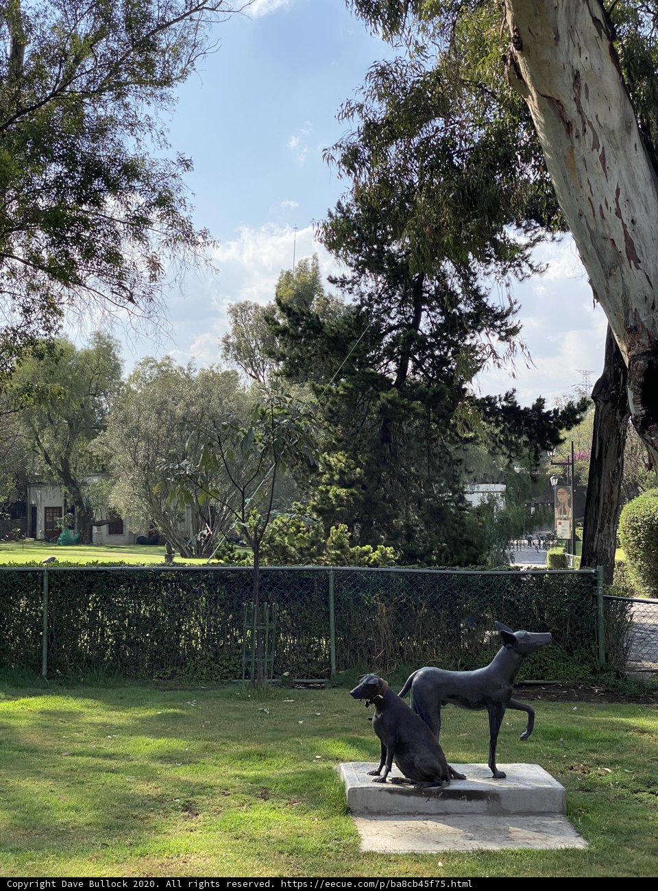 Two Canine Friends Enjoy a Sunny Day in Xochimilco Park