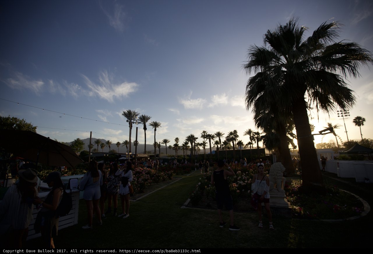 Summer Fun Under a Palm Tree at Coachella
