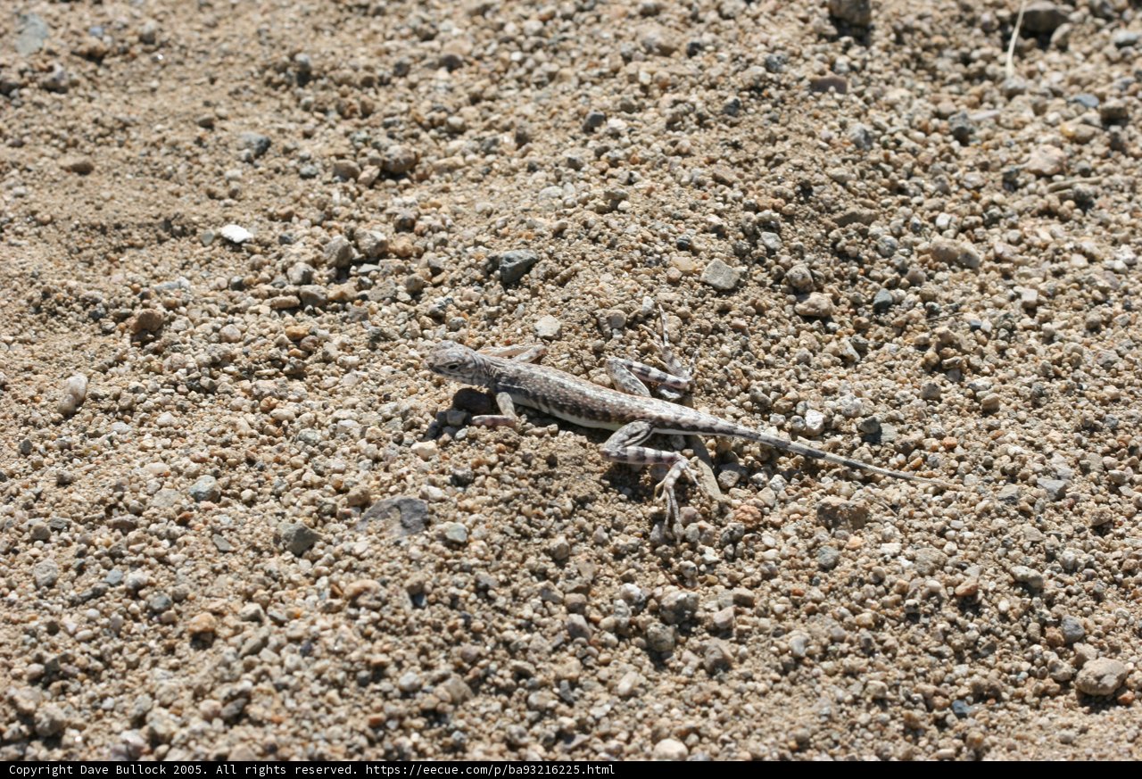 Desert Dweller