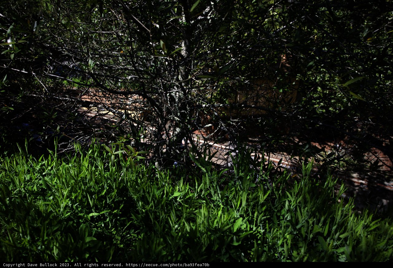 Serene Encounter in Tilden Park