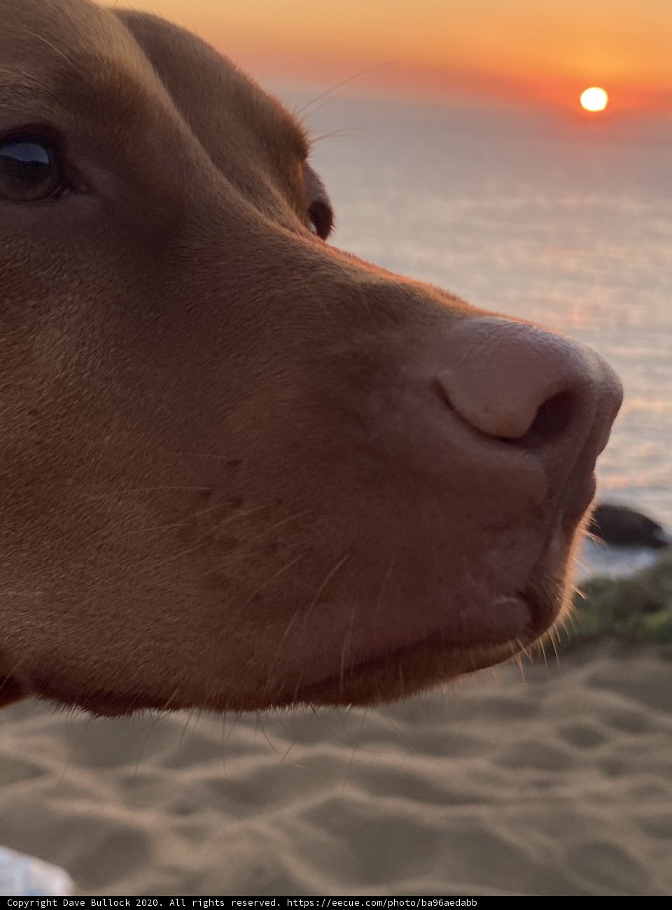 Sun Gazing Pup