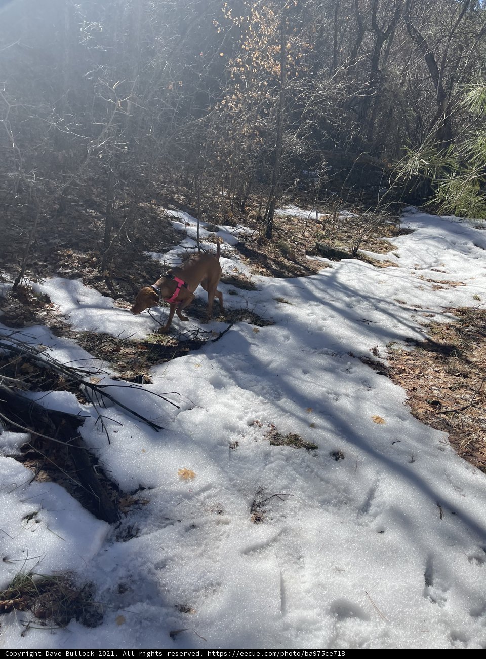 A Canine's Winter Walk