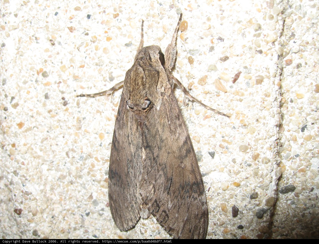 Brown Moth Perched on Wall