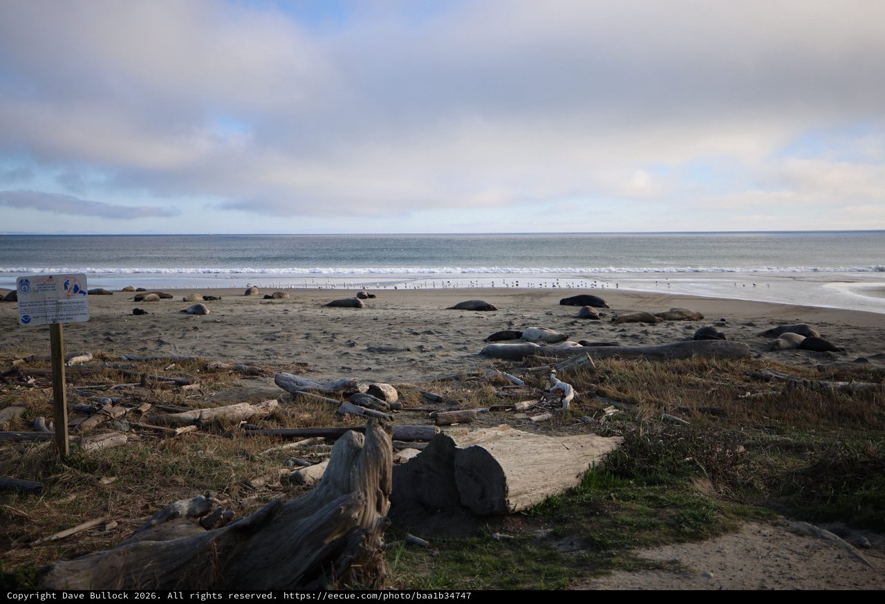 Elephant Seals Resting on Drakes Beach at Sunset