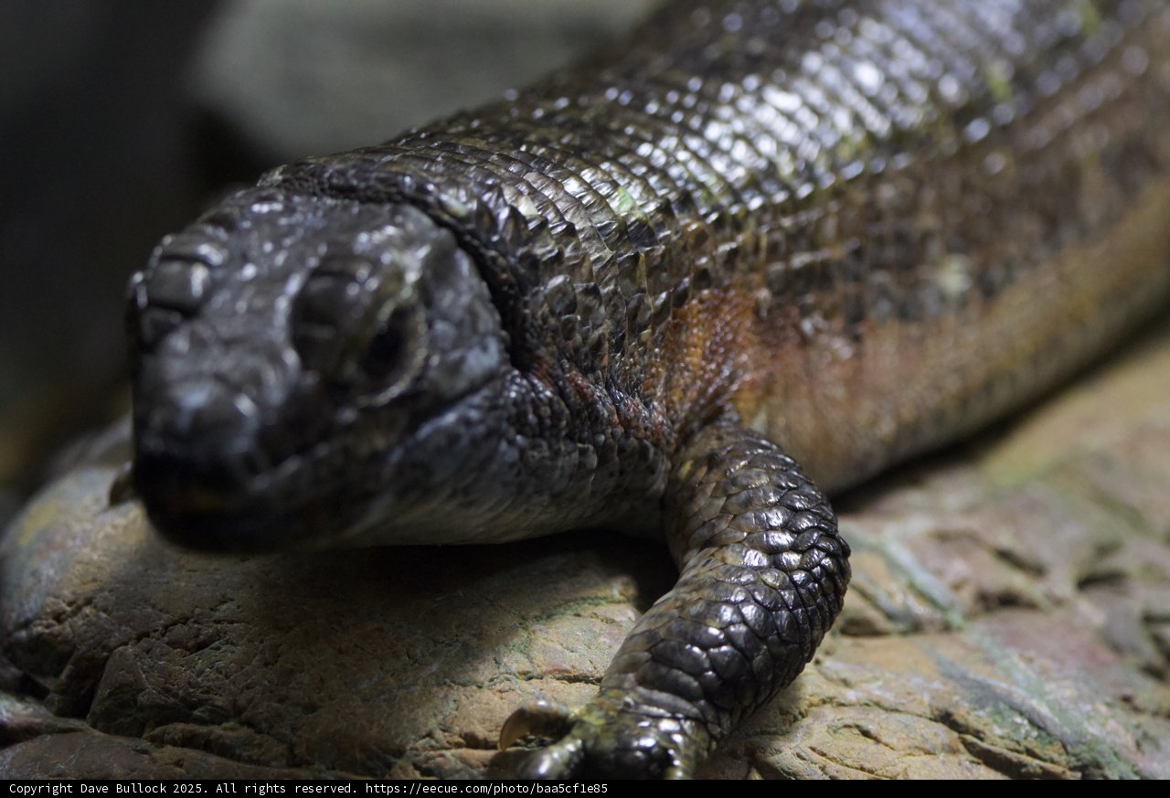 Resting Reptile