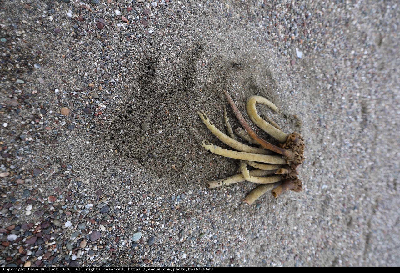 Washed Ashore: Kelp Holdfast on Sandy Beach