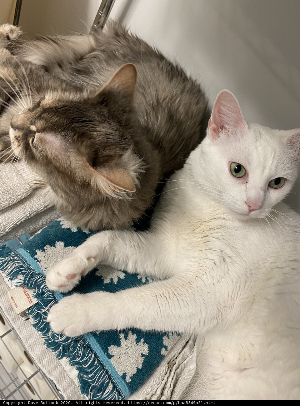 Feline Companions