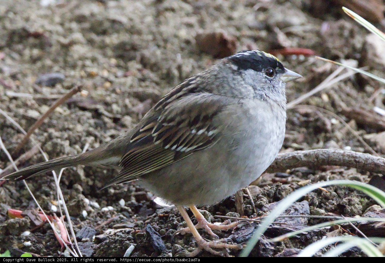 Tranquil Sparrow in the Garden