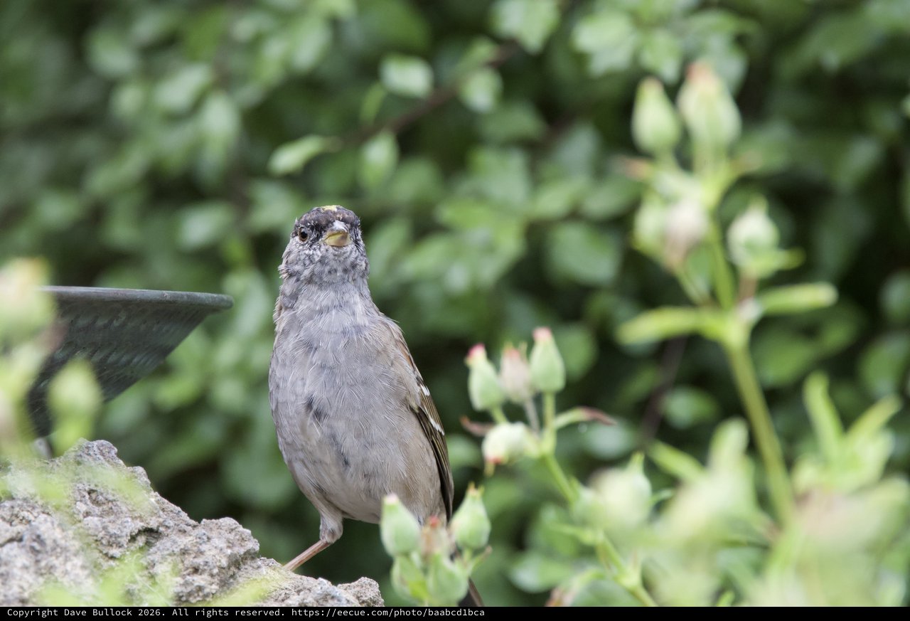Curious House Sparrow Perched on Stone Garden Feature