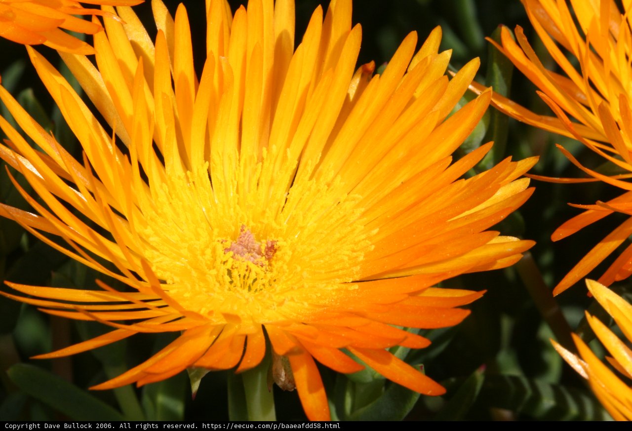 Golden Treasure Flower