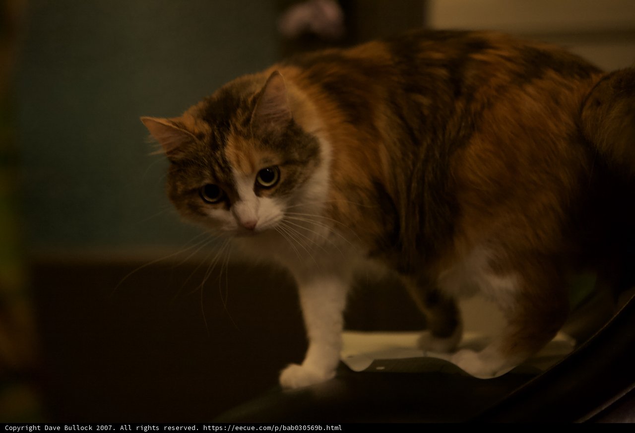 Nighttime Feline Perch