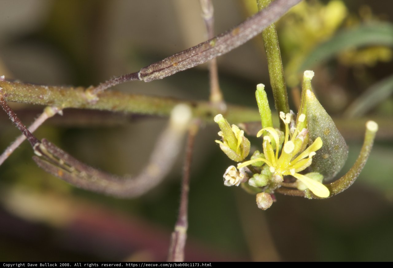 Sunny blooms in the desert