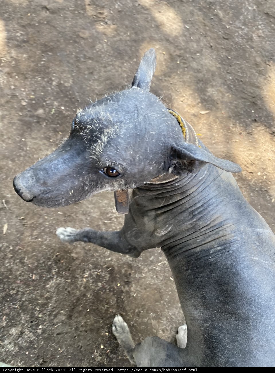 Majestic Canine in Xochimilco Soil
