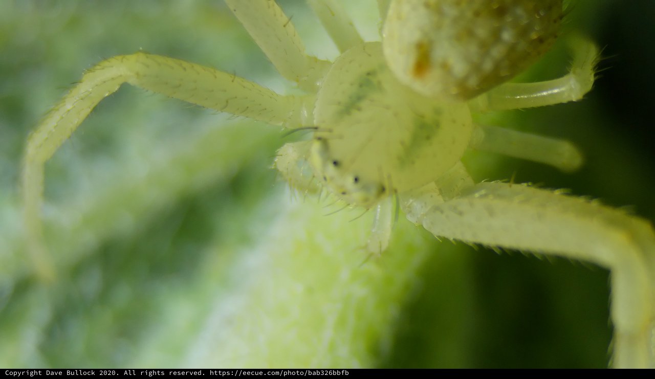 Translucent Green Crab Spider in Extreme Closeup